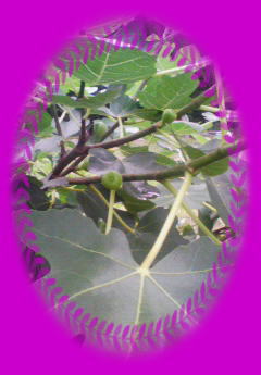 C`WN